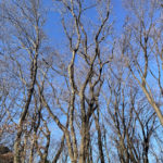 凍てつく青空に木立が映える