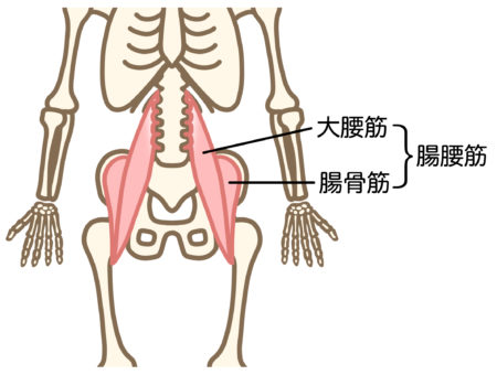筋肉の絵。大腰筋と腸骨筋から成る腸腰筋は背骨と足の骨をつなぐ。